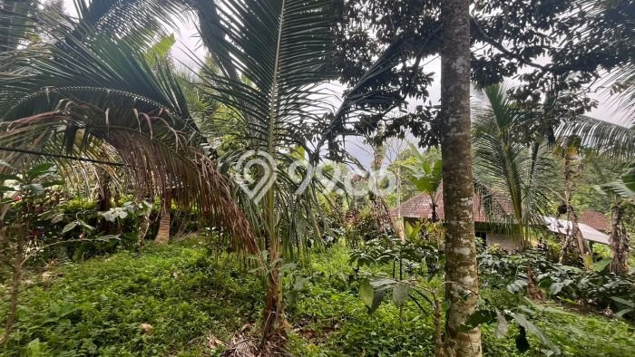 Tanah Kavling Dijual di Belimbing, Tabanan dengan Luas Tanah 900m2 Tanah Kavling Dijual di Belimbing, Tabanan dengan Luas Tanah 900m2