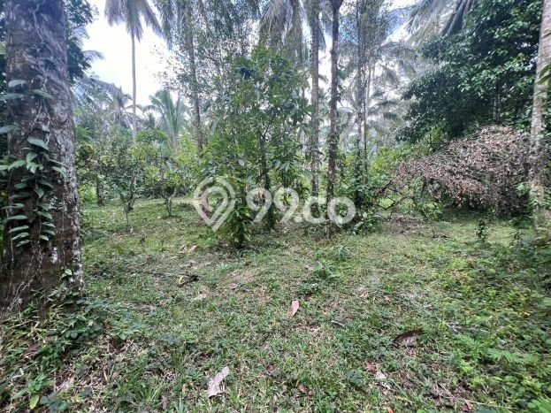 Dijual Tanah di Tabanan, Luas 6800m2 SHM Dijual Tanah di Tabanan, Luas 6800m2 SHM