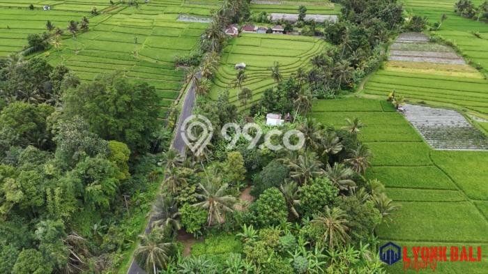 Kavling Tanah di Penebel Dijual Luas 500m2 Legalitas SHM Kavling Tanah di Penebel Dijual Luas 500m2 Legalitas SHM