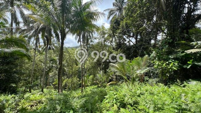 Untuk Dijual Tanah di Tabanan, Luas 6000m2 SHM Untuk Dijual Tanah di Tabanan, Luas 6000m2 SHM