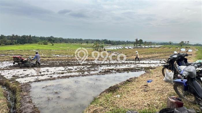 Tanah Kosong Dijual di Tabanan dengan Area 1250m2 Tanah Kosong Dijual di Tabanan dengan Area 1250m2