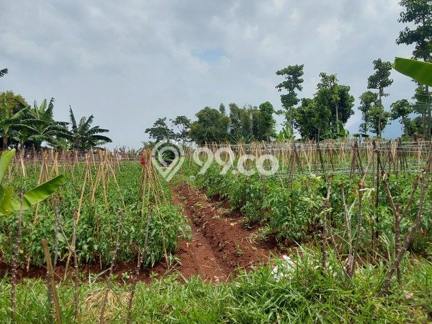 Dijual Tanah di Jatinangor Sumedang Luas 1000m2 SHM Dijual Tanah di Jatinangor Sumedang Luas 1000m2 SHM