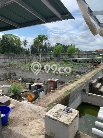 Tanah untuk Dijual di Sukawati Gianyar Luas 1600m2 Tanah untuk Dijual di Sukawati Gianyar Luas 1600m2