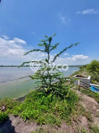 Kavling Tanah untuk Dijual di Ujung Pangkah, Gresik, Luas 160000m2 Kavling Tanah untuk Dijual di Ujung Pangkah, Gresik, Luas 160000m2