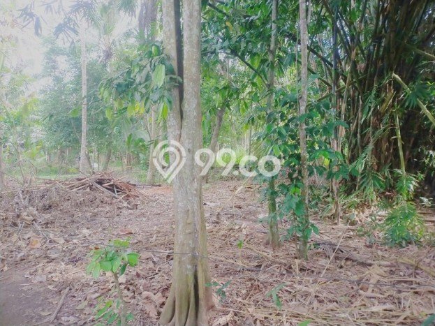 Lahan Kosong Dijual di Bantul dengan Area 845m2 Lahan Kosong Dijual di Bantul dengan Area 845m2
