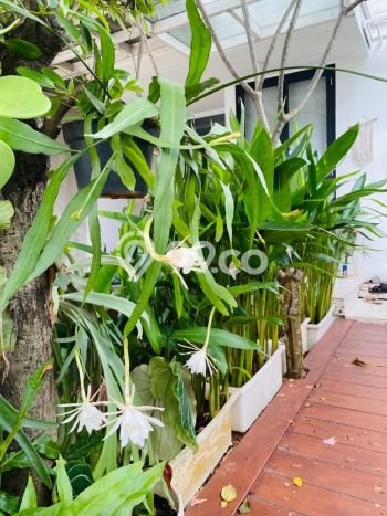 DIJUAL CEPAT! Rumah Siap Huni Area Strategis Bintaro, Luas 83m² LB 110m² DIJUAL CEPAT! Rumah Siap Huni Area Strategis Bintaro, Luas 83m² LB 110m²