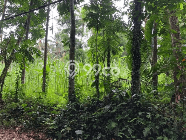 Lahan Investasi Lokasi Ubud Gianyar SHM Lahan Investasi Lokasi Ubud Gianyar SHM
