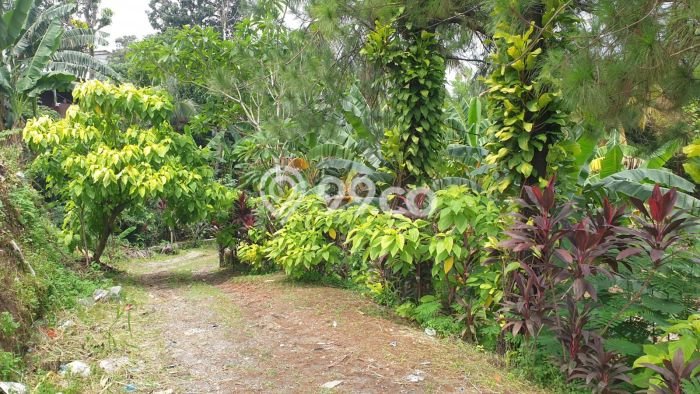 Tanah di Setu, Tangerang Selatan Luas 2120m2 Dijual Segera Tanah di Setu, Tangerang Selatan Luas 2120m2 Dijual Segera