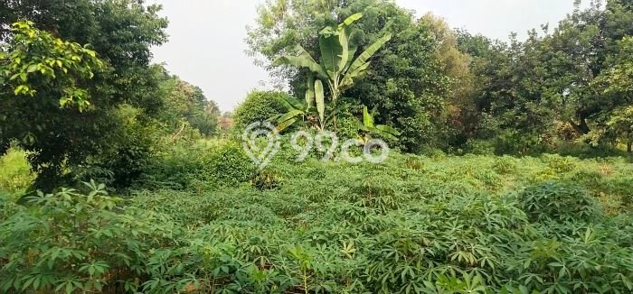 Tanah Dijual Lokasi Parung, Bogor Luas 60000m2 Legalitas Aman Tanah Dijual Lokasi Parung, Bogor Luas 60000m2 Legalitas Aman