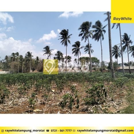 Tanah di Natar, Lampung Selatan Luas 12060m2 Dijual Segera Tanah di Natar, Lampung Selatan Luas 12060m2 Dijual Segera