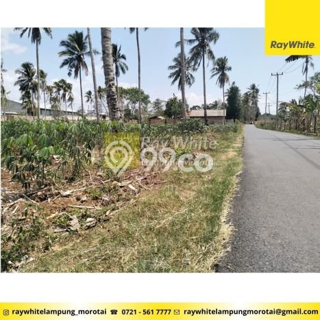 Tanah di Natar, Lampung Selatan Luas 12060m2 Dijual Segera Tanah di Natar, Lampung Selatan Luas 12060m2 Dijual Segera
