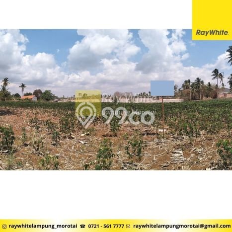 Tanah di Natar, Lampung Selatan Luas 12060m2 Dijual Segera Tanah di Natar, Lampung Selatan Luas 12060m2 Dijual Segera