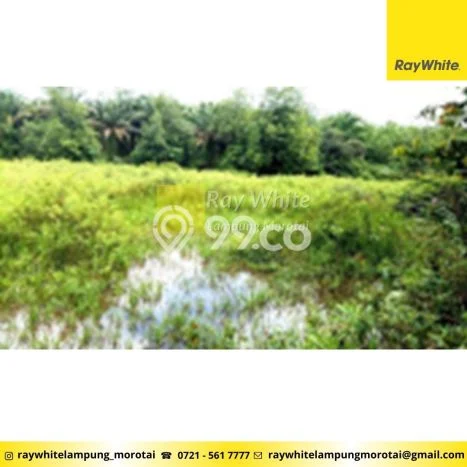 Tanah Kosong Dijual di Lampung Tengah dengan Area 9990m2 Tanah Kosong Dijual di Lampung Tengah dengan Area 9990m2
