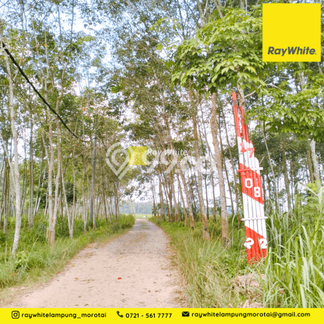 Tanah Dijual Lokasi Jati Agung Lampung Selatan SHM Tanah Dijual Lokasi Jati Agung Lampung Selatan SHM