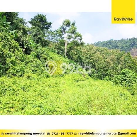 Tanah Dijual Lokasi Teluk Betung Barat, Bandar Lampung dengan Luas Tanah 9000m2 dan Status SHM Tanah Dijual Lokasi Teluk Betung Barat, Bandar Lampung dengan Luas Tanah 9000m2 dan Status SHM