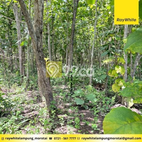 Lahan untuk Dijual di Jati Agung Lampung Selatan Luas 20112m2 Lahan untuk Dijual di Jati Agung Lampung Selatan Luas 20112m2