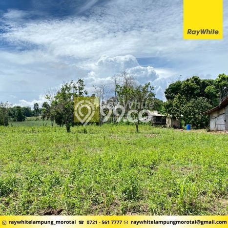 Tanah di Jati Agung, Lampung Selatan Luas 5337m2 Dijual Segera Tanah di Jati Agung, Lampung Selatan Luas 5337m2 Dijual Segera