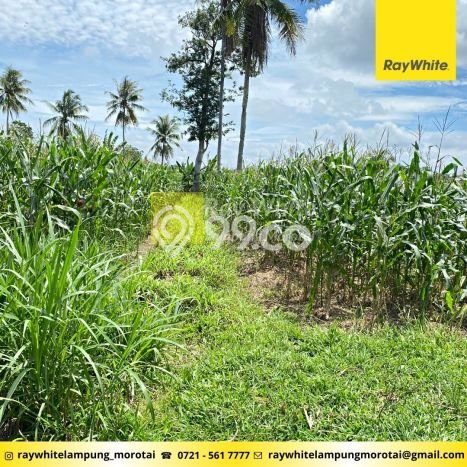 Lahan untuk Dijual di Jati Agung Lampung Selatan Luas 10480m2 Lahan untuk Dijual di Jati Agung Lampung Selatan Luas 10480m2