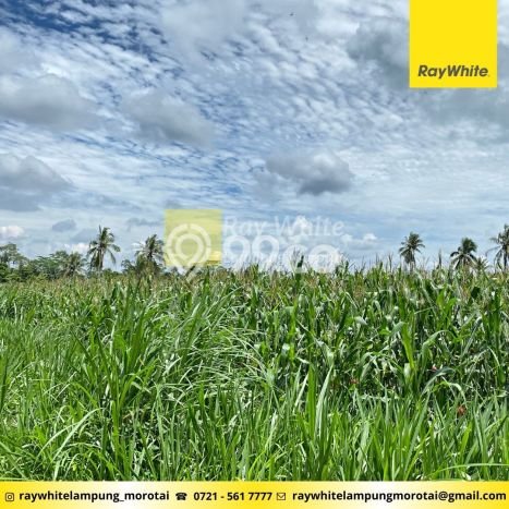 Lahan untuk Dijual di Jati Agung Lampung Selatan Luas 10480m2 Lahan untuk Dijual di Jati Agung Lampung Selatan Luas 10480m2
