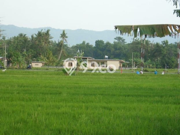 Rumah Luas Asri 3 KT Siap Pakai di Bambanglipuro Bantul Rumah Luas Asri 3 KT Siap Pakai di Bambanglipuro Bantul