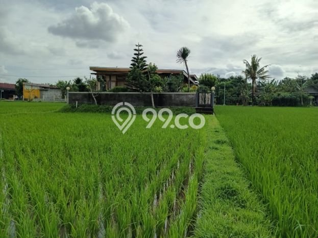 Rumah Luas Asri 3 KT Siap Pakai di Bambanglipuro Bantul Rumah Luas Asri 3 KT Siap Pakai di Bambanglipuro Bantul