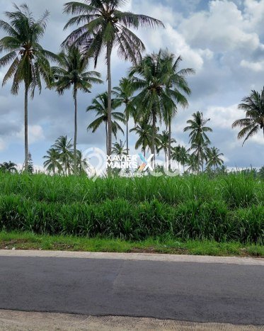 Dijual Tanah di Dampit Malang Luas 58000m2 SHM Dijual Tanah di Dampit Malang Luas 58000m2 SHM