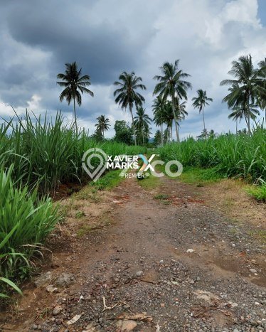 Dijual Tanah di Dampit Malang Luas 58000m2 SHM Dijual Tanah di Dampit Malang Luas 58000m2 SHM