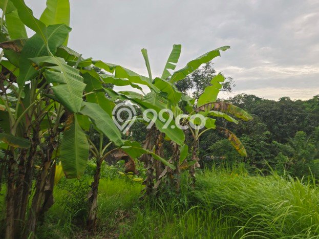 Lahan Kosong Dijual di Tabanan dengan Area 250m2 Lahan Kosong Dijual di Tabanan dengan Area 250m2