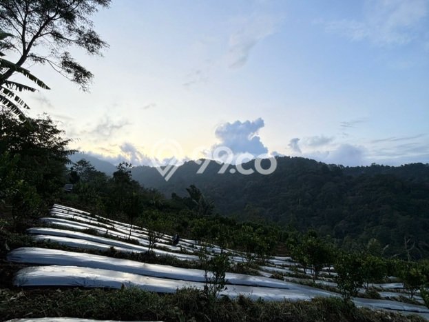 Tanah di Kubutambahan, Buleleng Luas 27000m2 Dijual Segera Tanah di Kubutambahan, Buleleng Luas 27000m2 Dijual Segera