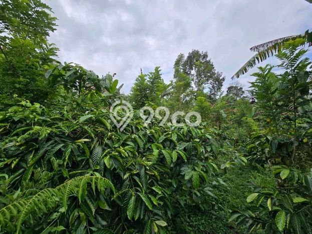 Lahan Dijual Lokasi Strategis di Tabanan dengan Luas 11000m2 Lahan Dijual Lokasi Strategis di Tabanan dengan Luas 11000m2