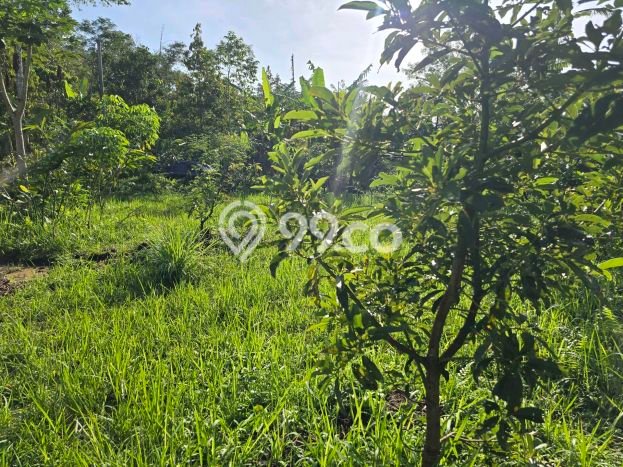 Untuk Dijual Tanah 1800m2 di Jatiluwih, Tabanan Untuk Dijual Tanah 1800m2 di Jatiluwih, Tabanan