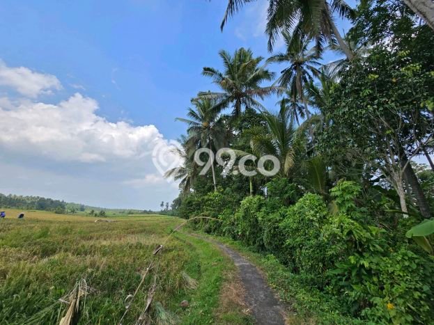 Kavling Tanah Dijual di Selemadeg, Tabanan, Luas 2400m2 Area Strategis Kavling Tanah Dijual di Selemadeg, Tabanan, Luas 2400m2 Area Strategis