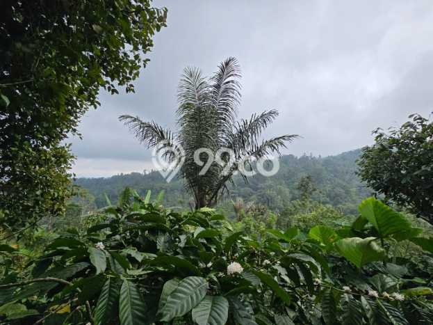 Tanah Komersial Dijual di Selemadeg Tabanan 5900m2 Tanah Komersial Dijual di Selemadeg Tabanan 5900m2