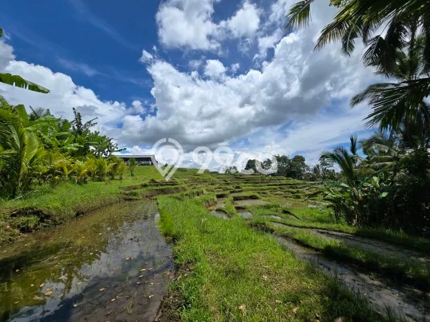 Lahan Strategis di Penebel Dijual dengan Luas 2500m2 Lahan Strategis di Penebel Dijual dengan Luas 2500m2