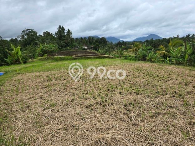 Kavling Tanah Dijual di Penebel Tabanan Spesifikasi 3200m2 Kavling Tanah Dijual di Penebel Tabanan Spesifikasi 3200m2