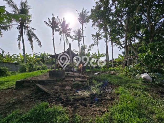 Tanah Dijual Lokasi Kerambitan Tabanan SHM Tanah Dijual Lokasi Kerambitan Tabanan SHM