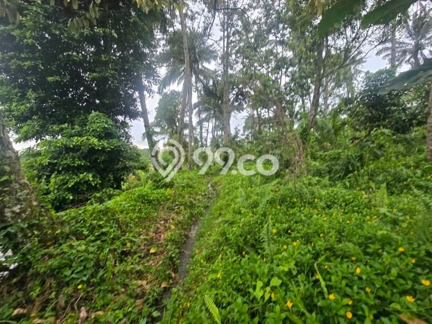 Tanah Kavling untuk Dijual di Penebel Tabanan 7500m2 Tanah Kavling untuk Dijual di Penebel Tabanan 7500m2