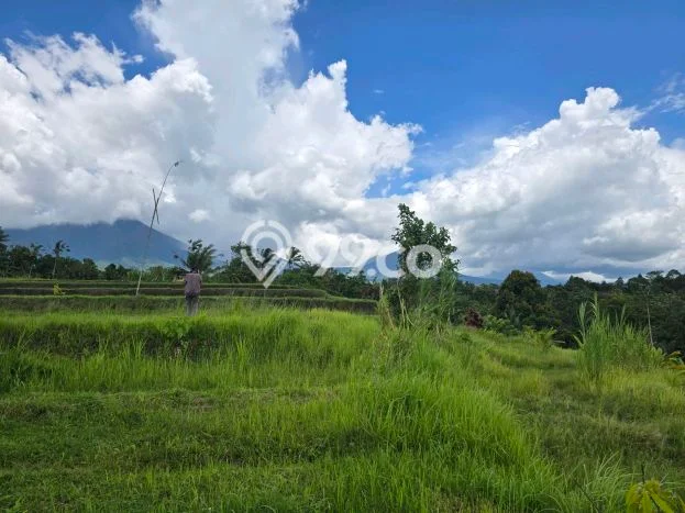 Lahan Strategis di Penebel Dijual dengan Luas 2500m2 Lahan Strategis di Penebel Dijual dengan Luas 2500m2