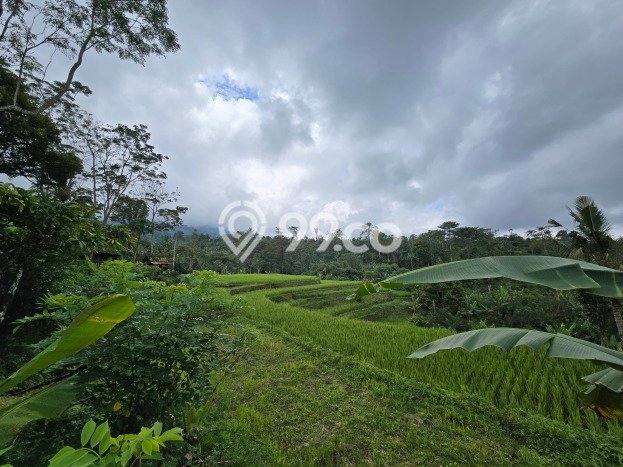 Lahan Dijual Lokasi Strategis di Tabanan dengan Luas 8000m2 Lahan Dijual Lokasi Strategis di Tabanan dengan Luas 8000m2