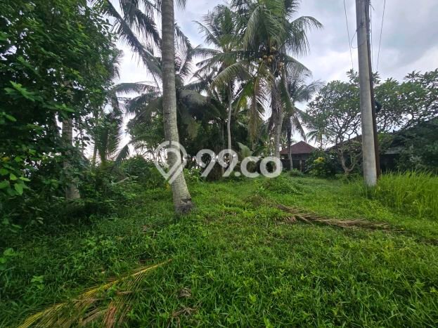 Tanah Dijual Lokasi Selemadeg, Tabanan Luas 500m2 Legalitas Aman Tanah Dijual Lokasi Selemadeg, Tabanan Luas 500m2 Legalitas Aman