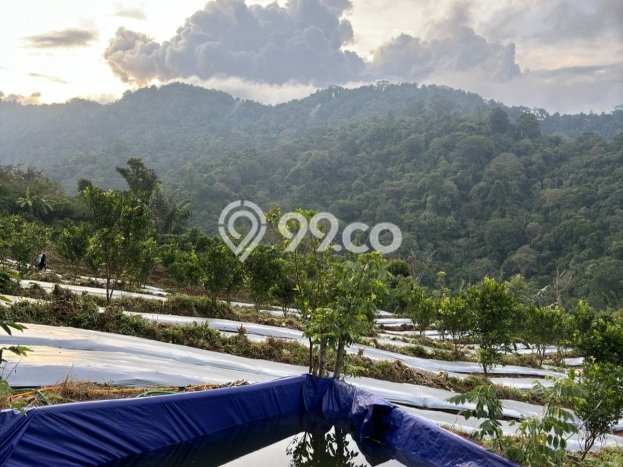 Tanah di Kubutambahan, Buleleng Luas 27000m2 Dijual Segera Tanah di Kubutambahan, Buleleng Luas 27000m2 Dijual Segera
