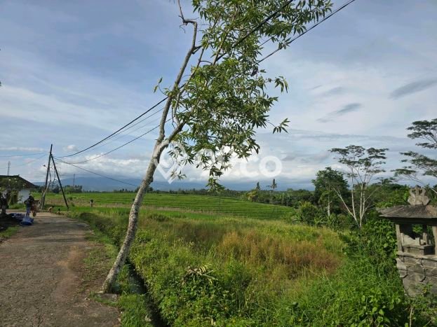 Tanah Dijual Lokasi Kerambitan Tabanan SHM Tanah Dijual Lokasi Kerambitan Tabanan SHM