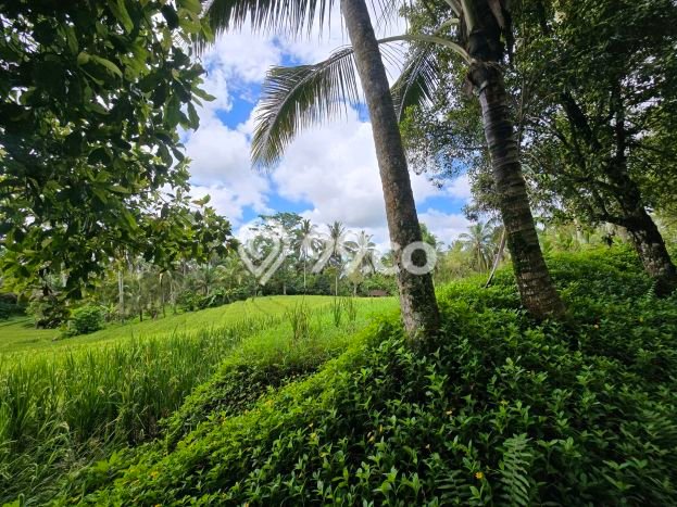Tanah Kavling untuk Dijual di Selemadeg Tabanan 1700m2 Tanah Kavling untuk Dijual di Selemadeg Tabanan 1700m2