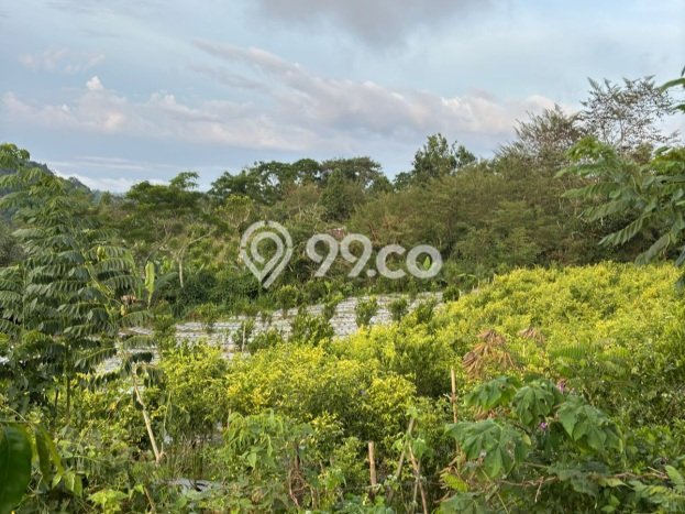 Tanah di Kubutambahan, Buleleng Luas 27000m2 Dijual Segera Tanah di Kubutambahan, Buleleng Luas 27000m2 Dijual Segera