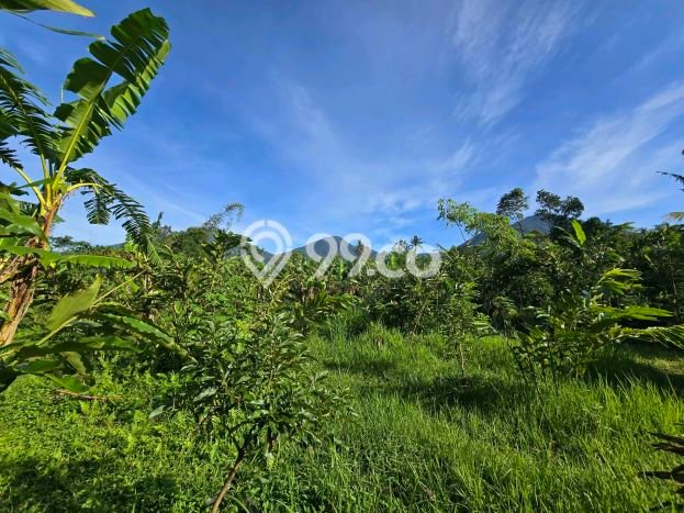 Untuk Dijual Tanah 1800m2 di Jatiluwih, Tabanan Untuk Dijual Tanah 1800m2 di Jatiluwih, Tabanan