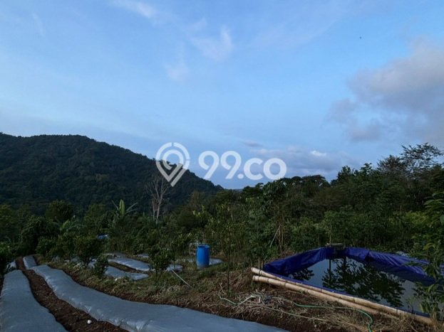 Tanah di Kubutambahan, Buleleng Luas 27000m2 Dijual Segera Tanah di Kubutambahan, Buleleng Luas 27000m2 Dijual Segera