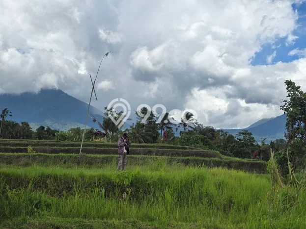 Lahan Strategis di Penebel Dijual dengan Luas 2500m2 Lahan Strategis di Penebel Dijual dengan Luas 2500m2