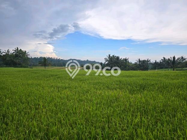 Dijual Tanah di Tabanan, Luas 3800m2 SHM Dijual Tanah di Tabanan, Luas 3800m2 SHM