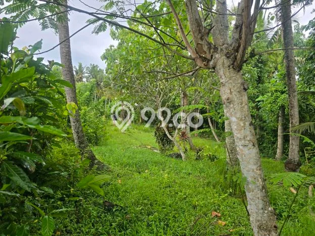 Tanah di Selemadeg, Tabanan Luas 890m2 Dijual Segera Tanah di Selemadeg, Tabanan Luas 890m2 Dijual Segera