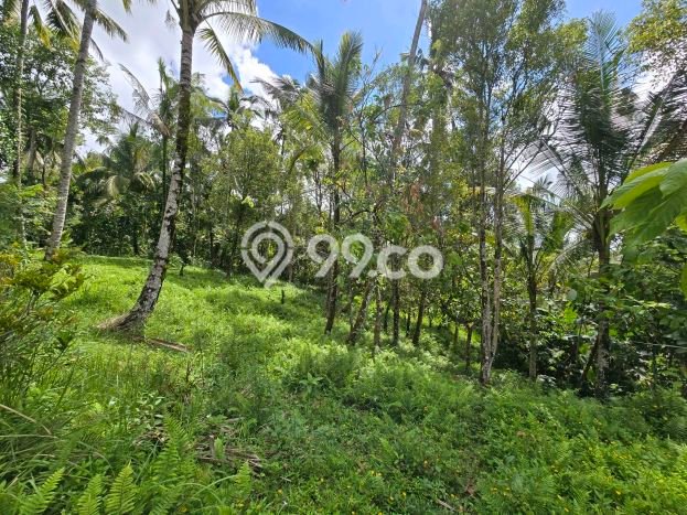 Tanah untuk Dijual di Penebel Tabanan Luas 4600m2 Tanah untuk Dijual di Penebel Tabanan Luas 4600m2
